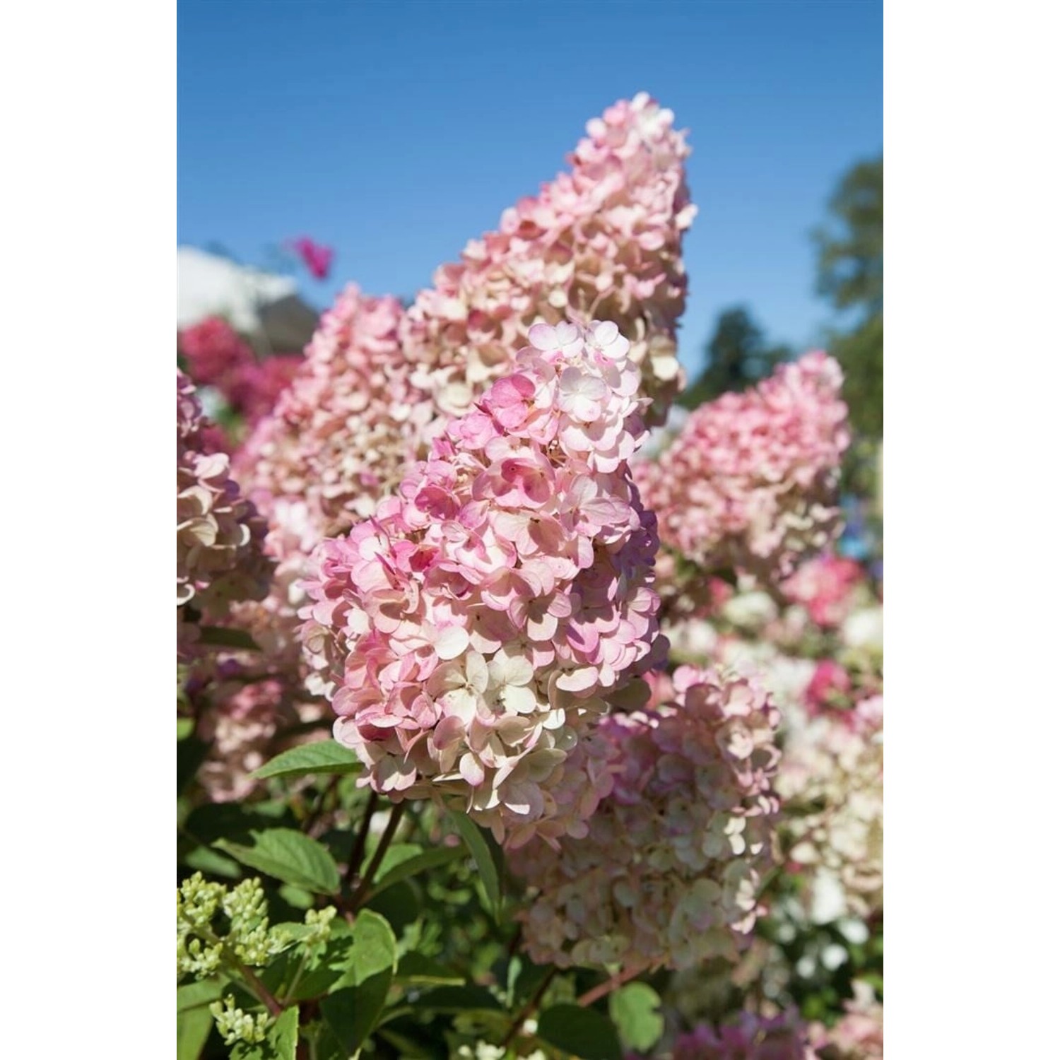 Hydrangea Paniculata Rispenhortensie Sundae Fraise R 80-100 cm von Pflanzen für dich