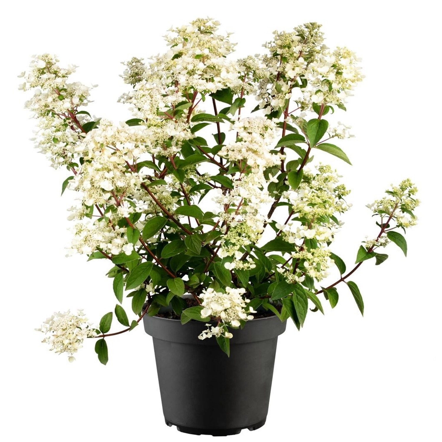 Hydrangea Paniculata Rispenhortensie Wims Red S 40-60 cm Hydrangea Paniculata Rispenhortensie Wims Red S 40-60 cm von Pflanzen für dich