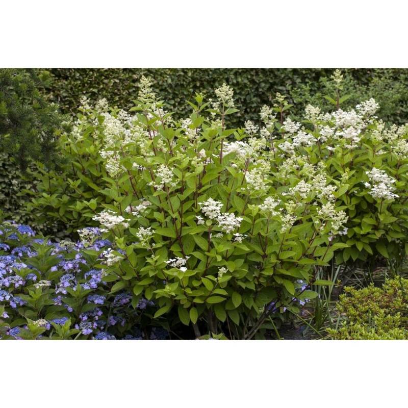 Hydrangea Paniculata Rispenhortensie Wims Red S 80 cm Stammhöhe von Pflanzen für dich