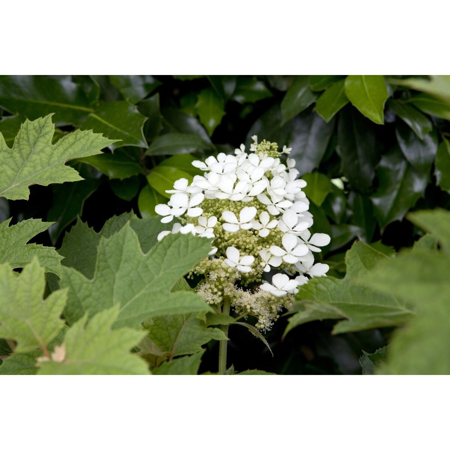 Hydrangea Quercifolia Eichenblatthortensie 40-60 cm Hydrangea Quercifolia Eichenblatthortensie 40-60 cm von Pflanzen für dich