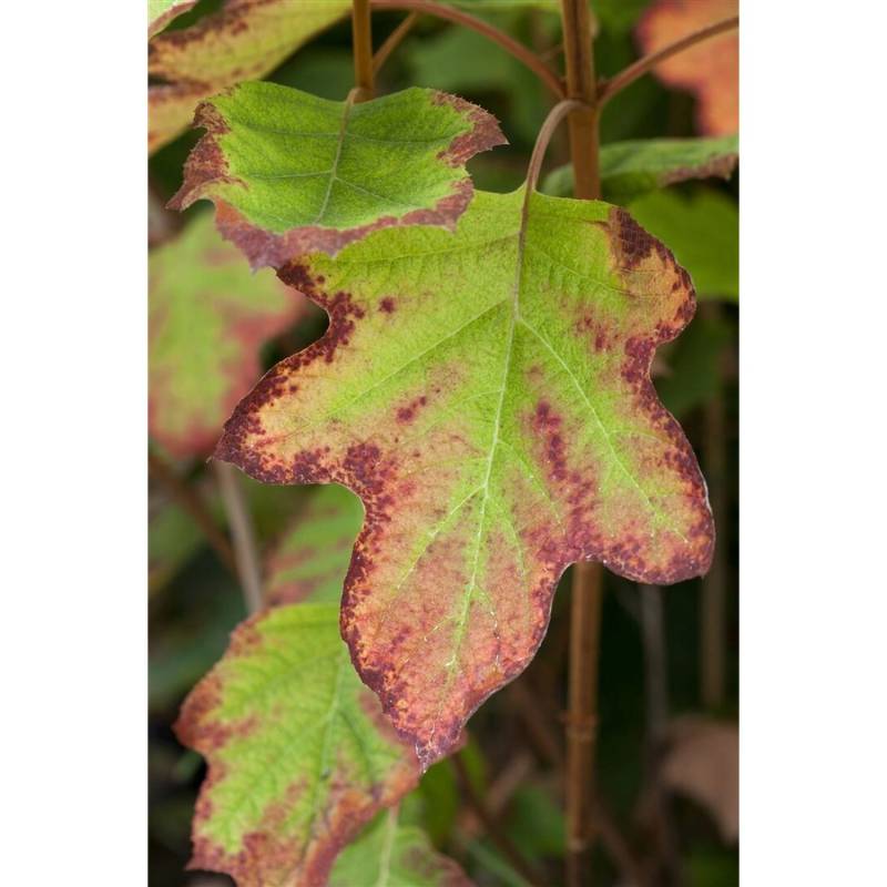 Hydrangea Quercifolia Eichenblatthortensie Black Porch 40-60 cm von Pflanzen für dich