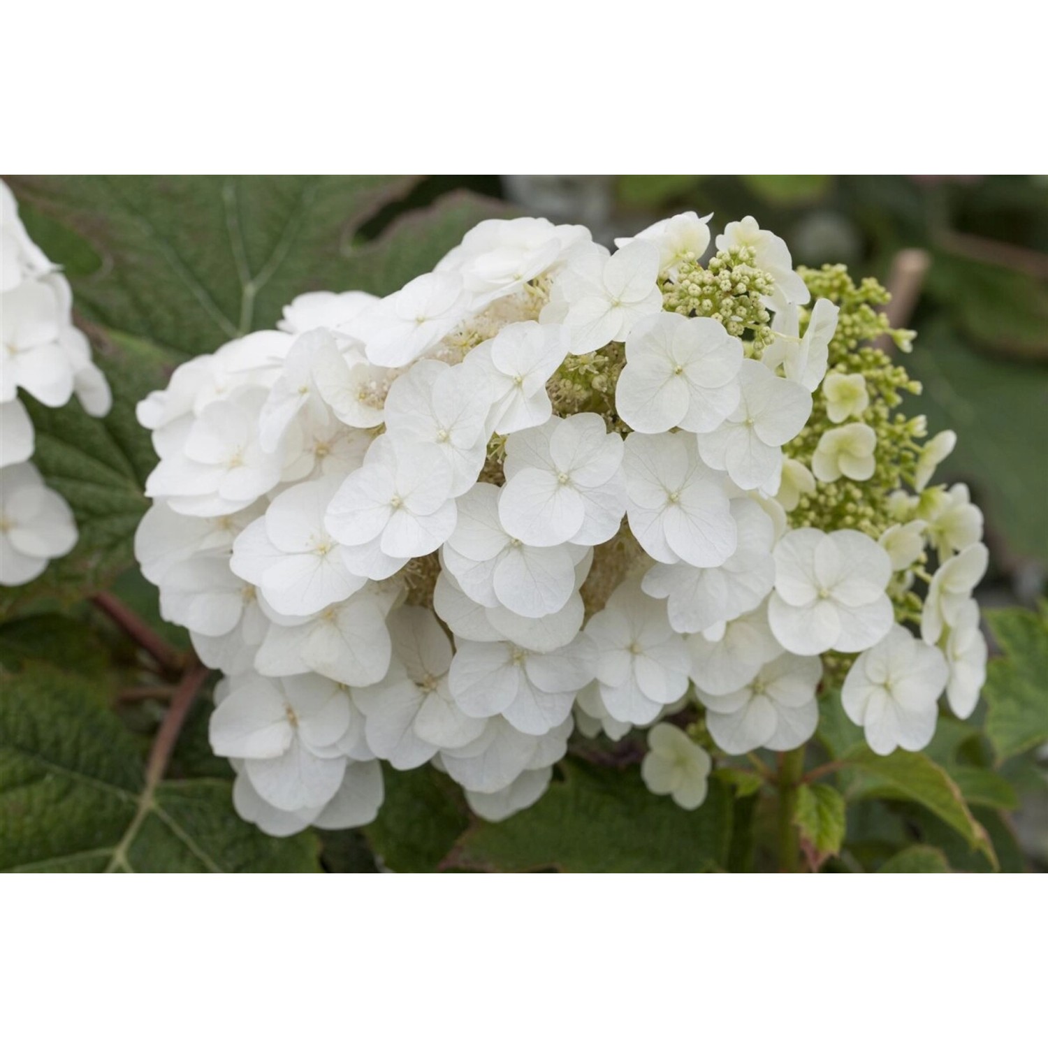 Hydrangea Quercifolia Eichenblatthortensie Pee Wee Ca 9x9 cm Topf von Pflanzen für dich
