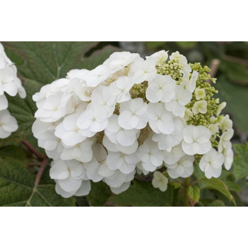 Hydrangea Quercifolia Eichenblatthortensie Pee Wee Ca 9x9 cm Topf von Pflanzen für dich