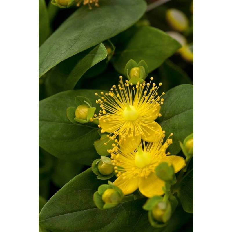 Hypericum Calycinum Rose Von Sharon Gelb Ca. 9x9 cm Topf von Pflanzen für dich