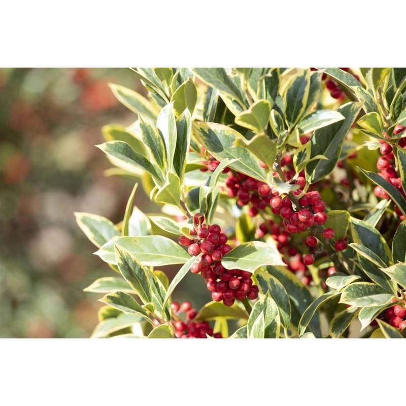 Ilex Aquifolium Aurea Marginata Stechpalme Gelb-Grün Ca. 9x9 cm Topf von Pflanzen für dich