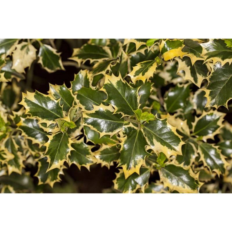 Ilex Aquifolium Silver Queen Stechpalme Buntlaubig 80 cm Stammhöhe von Pflanzen für dich