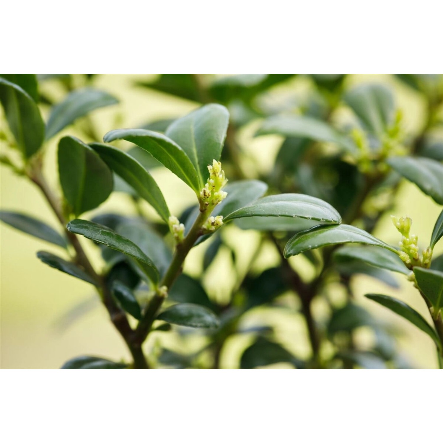 Ilex Crenata Dark Green Japanische Stechpalme 80 cm Stammhöhe Ilex Crenata Dark Green Japanische Stechpalme 80 cm Stammhöhe von Pflanzen für dich