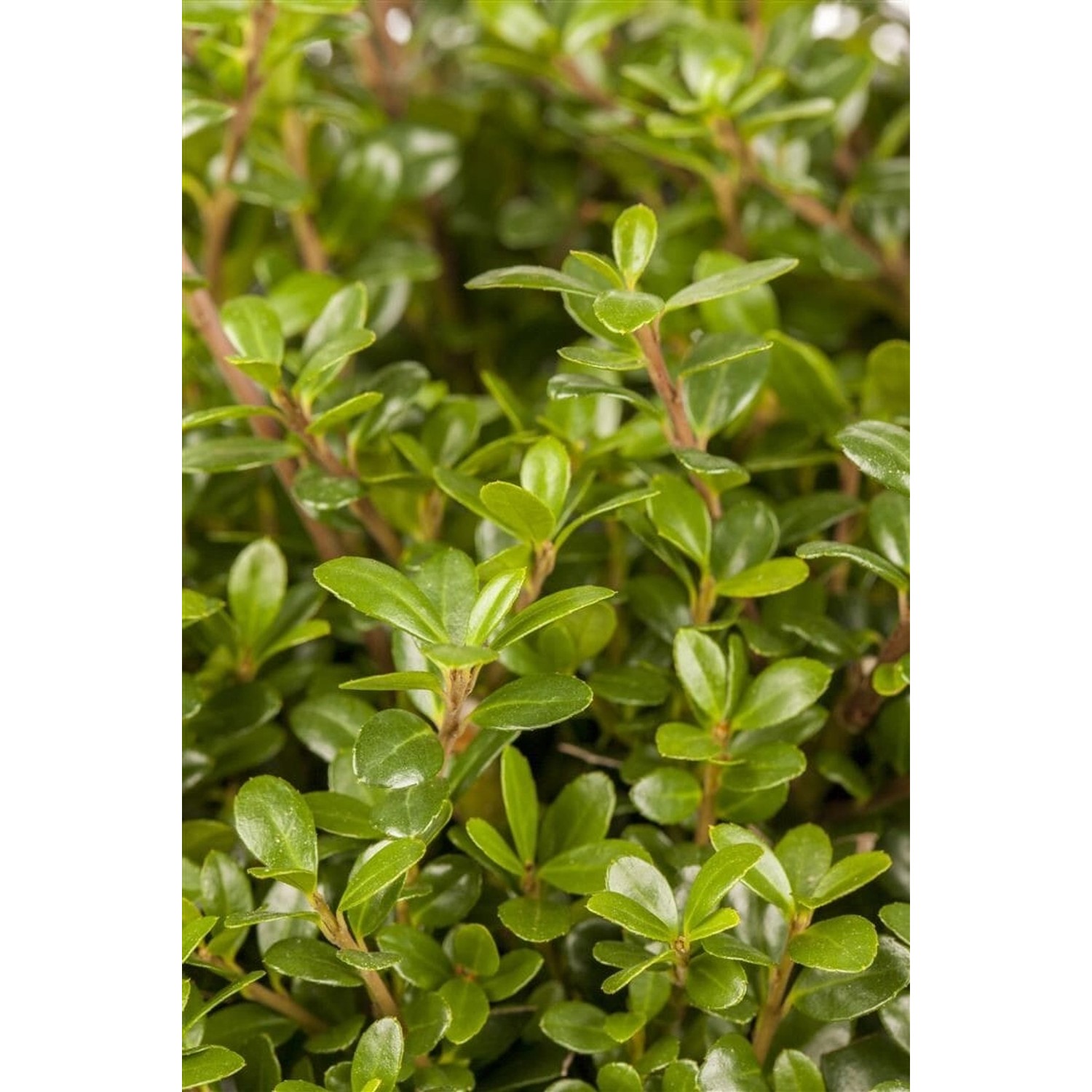 Ilex Crenata Glorie Gem Japanische Stechpalme Kugelförmig 100–110 cm Ilex Crenata Glorie Gem Japanische Stechpalme Kugelförmig 100–110 cm von Pflanzen für dich