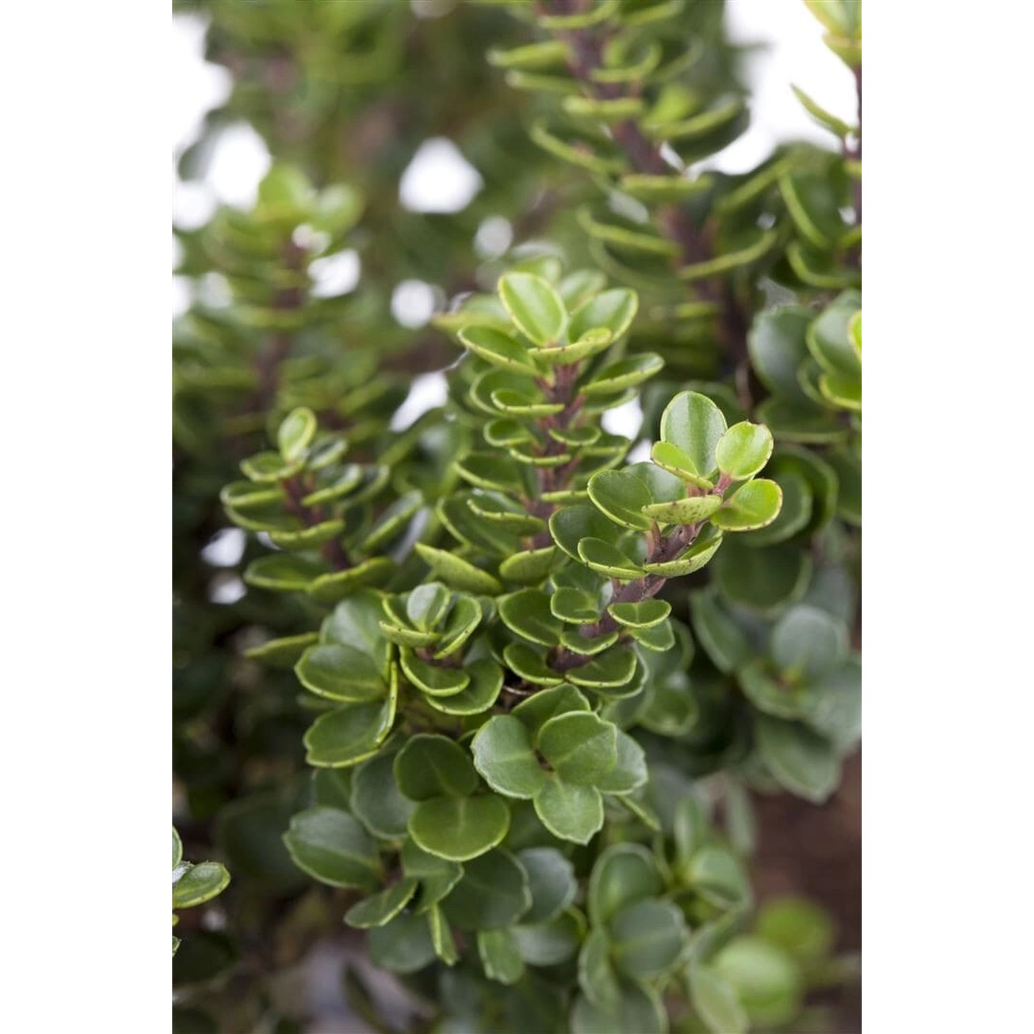 Ilex Crenata Rotundifolia Japanische Stechpalme Kugel 100–110 cm Ilex Crenata Rotundifolia Japanische Stechpalme Kugel 100–110 cm von Pflanzen für dich