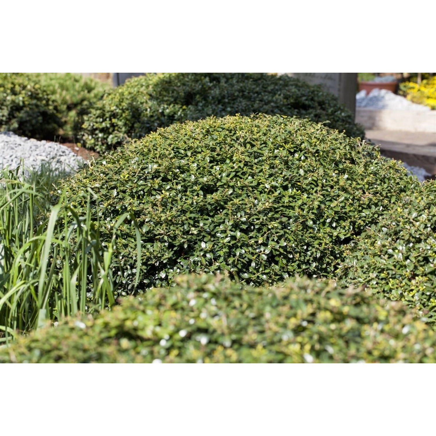Ilex crenata 'Green Lustre' Halbkugel 80-90 cm von Pflanzen für dich