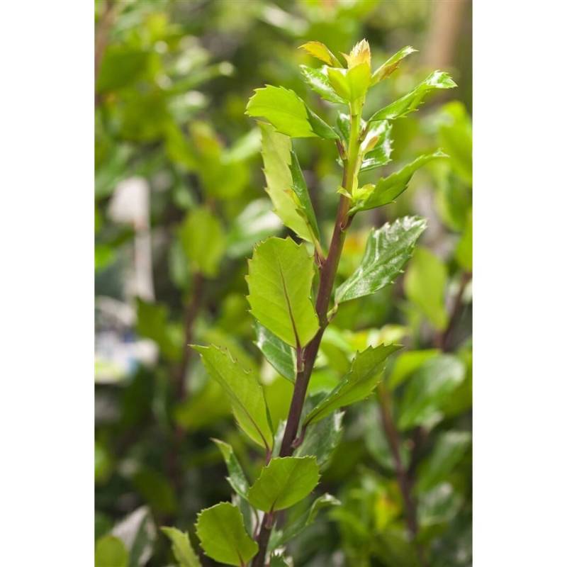 Ilex meserveae 'Blue Prince' -R- 40-50 cm von Pflanzen für dich
