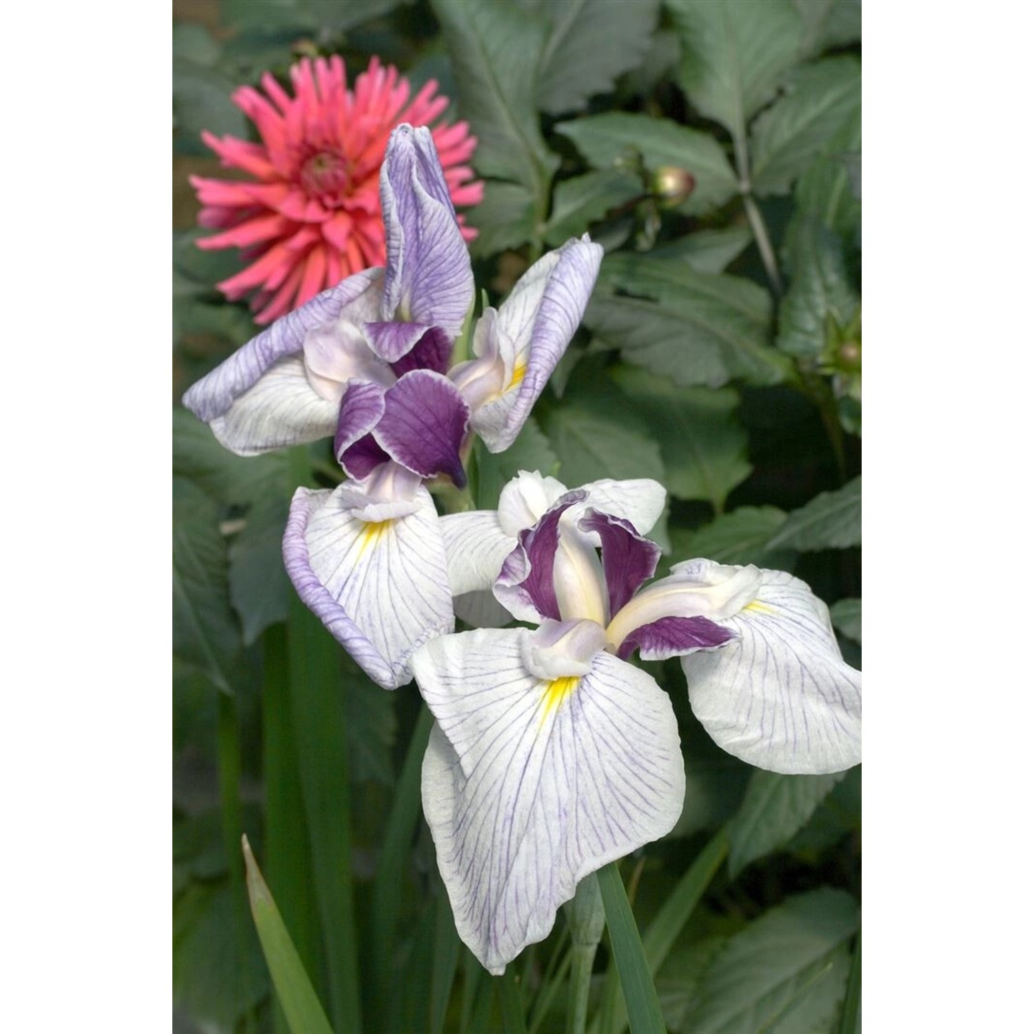 Iris Ensata Japanische Sumpf-Schwertlilie Ca. 11x11 cm Topf von Pflanzen für dich