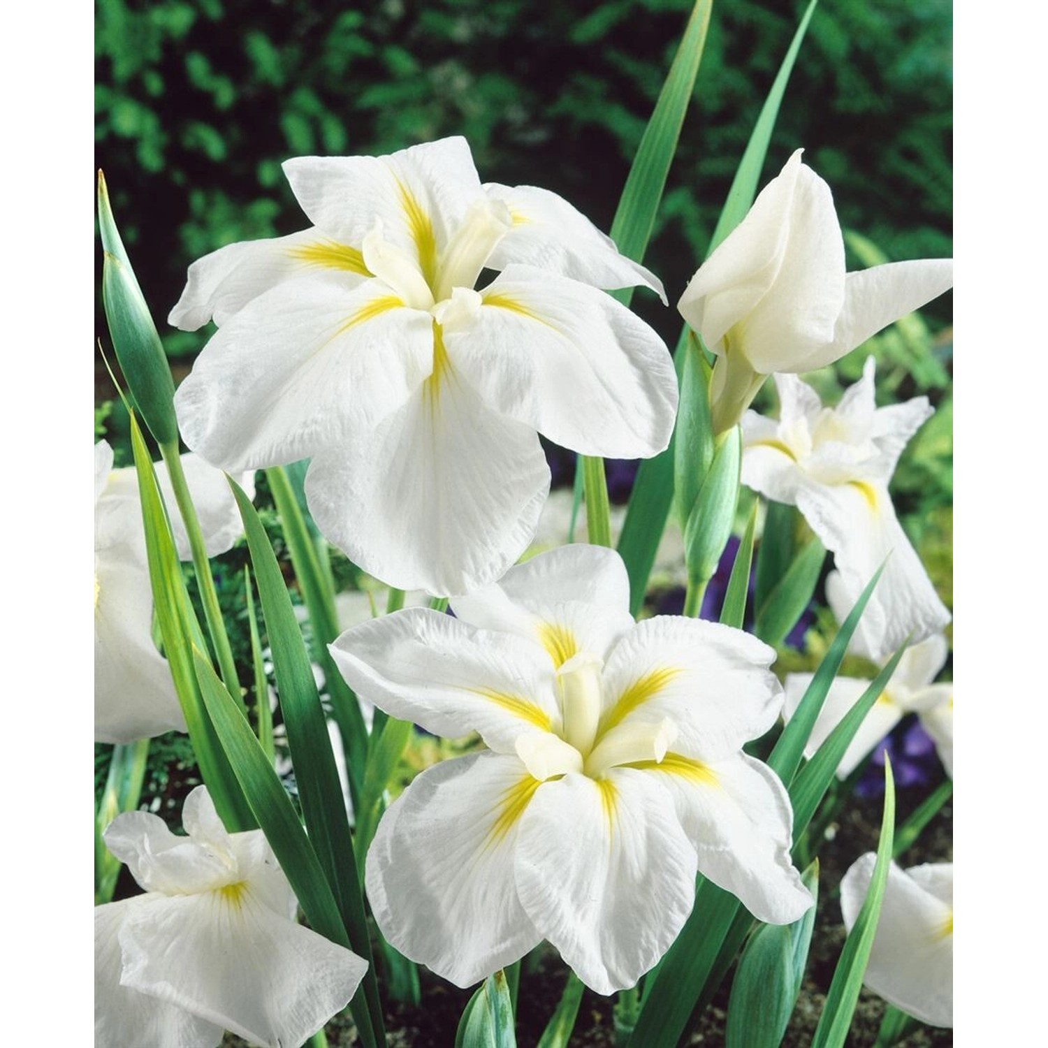 Iris Ensata Japanische Sumpf-Schwertlilie White Ladies Ca. 11x11 cm Topf von Pflanzen für dich