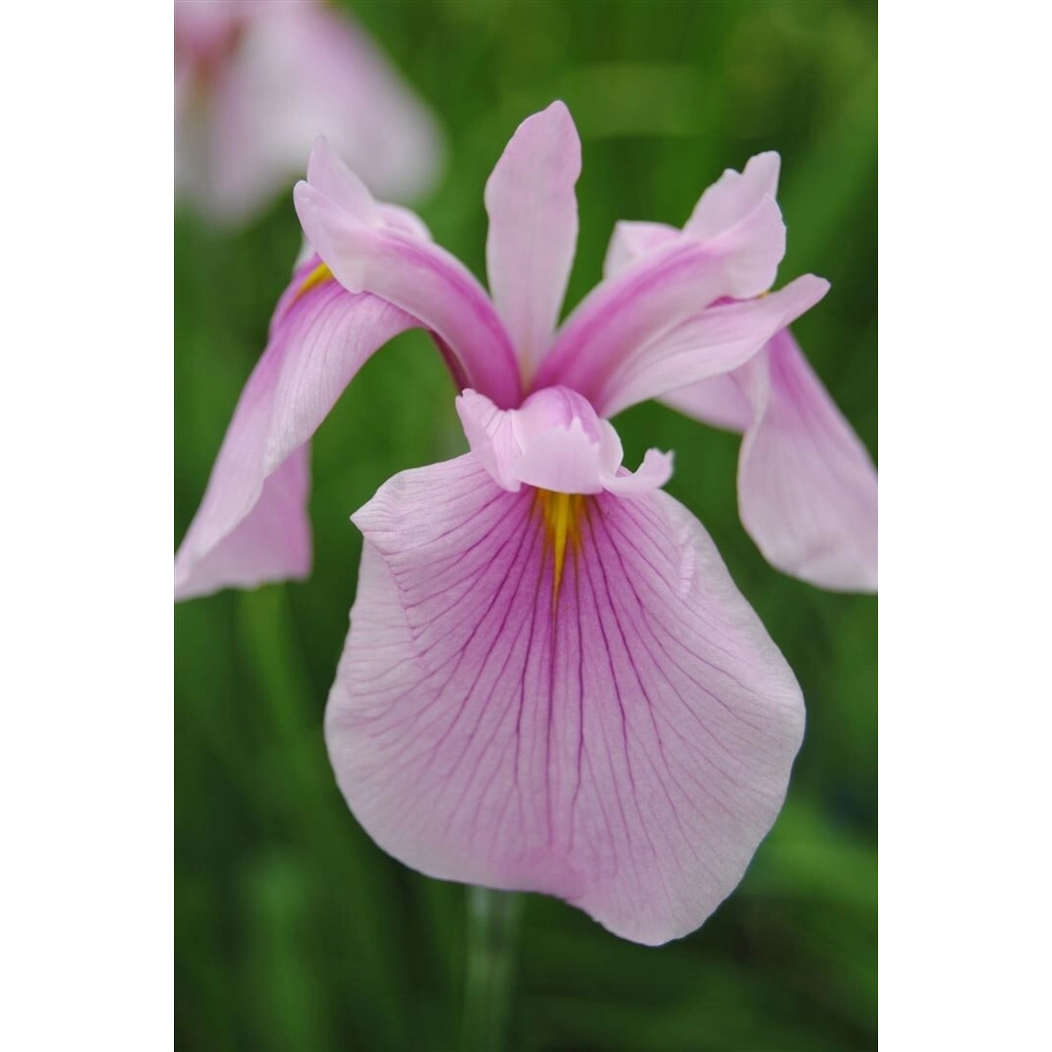 Iris Laevigata Sumpf-Schwertlilie 'Rose Queen' Ca. 11x11 cm Topf Iris Laevigata Sumpf-Schwertlilie 'Rose Queen' Ca. 11x11 cm Topf von Pflanzen für dich