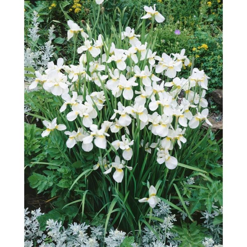 Iris Sibirica Sibirische Schwertlilie White Swirl Ca 11x11 cm Topf von Pflanzen für dich