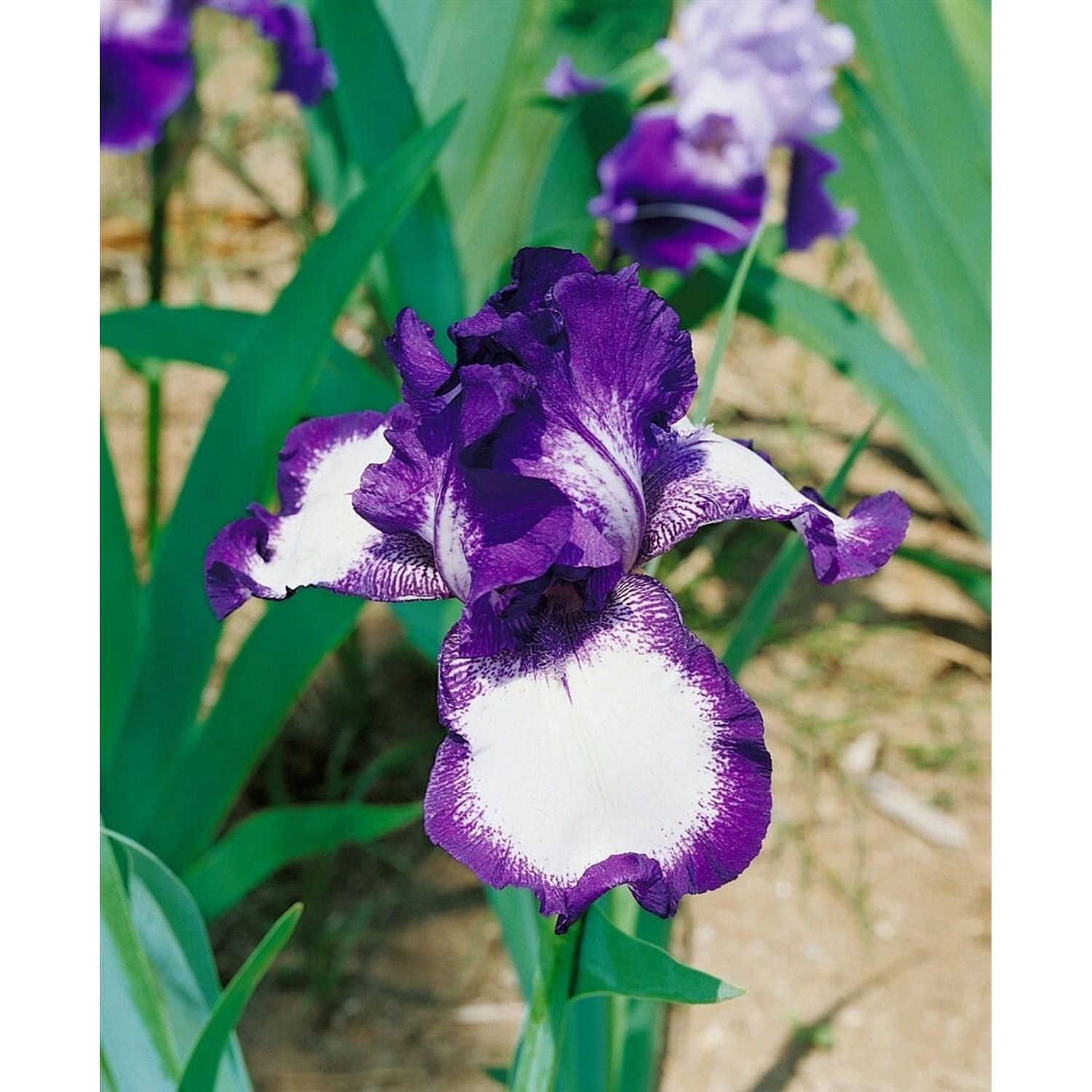 Iris X Barb.-Elat.'Going My Way' Schwertlilie Ca. 11x11 cm Topf von Pflanzen für dich