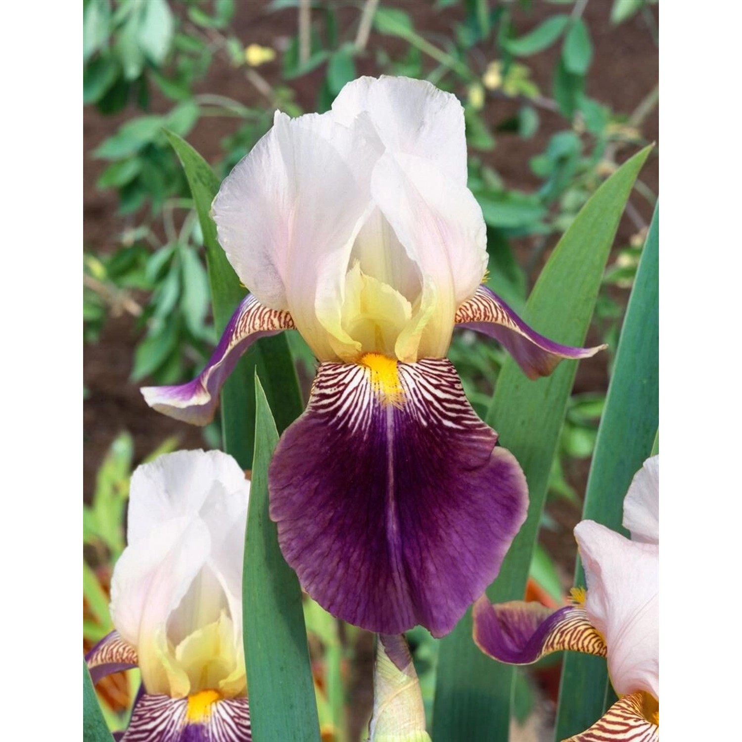 Iris X Barb.-Elat.'Salonique' Schwertlilie Ca. 11x11 cm Topf von Pflanzen für dich