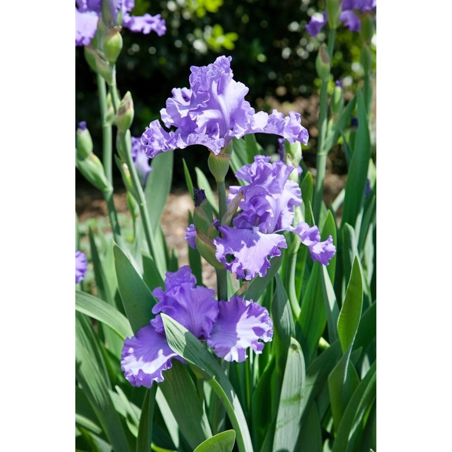 Iris X Barb.-Elat. Schwertlilie Blue Sapphire Ca. 11x11 cm Topf von Pflanzen für dich