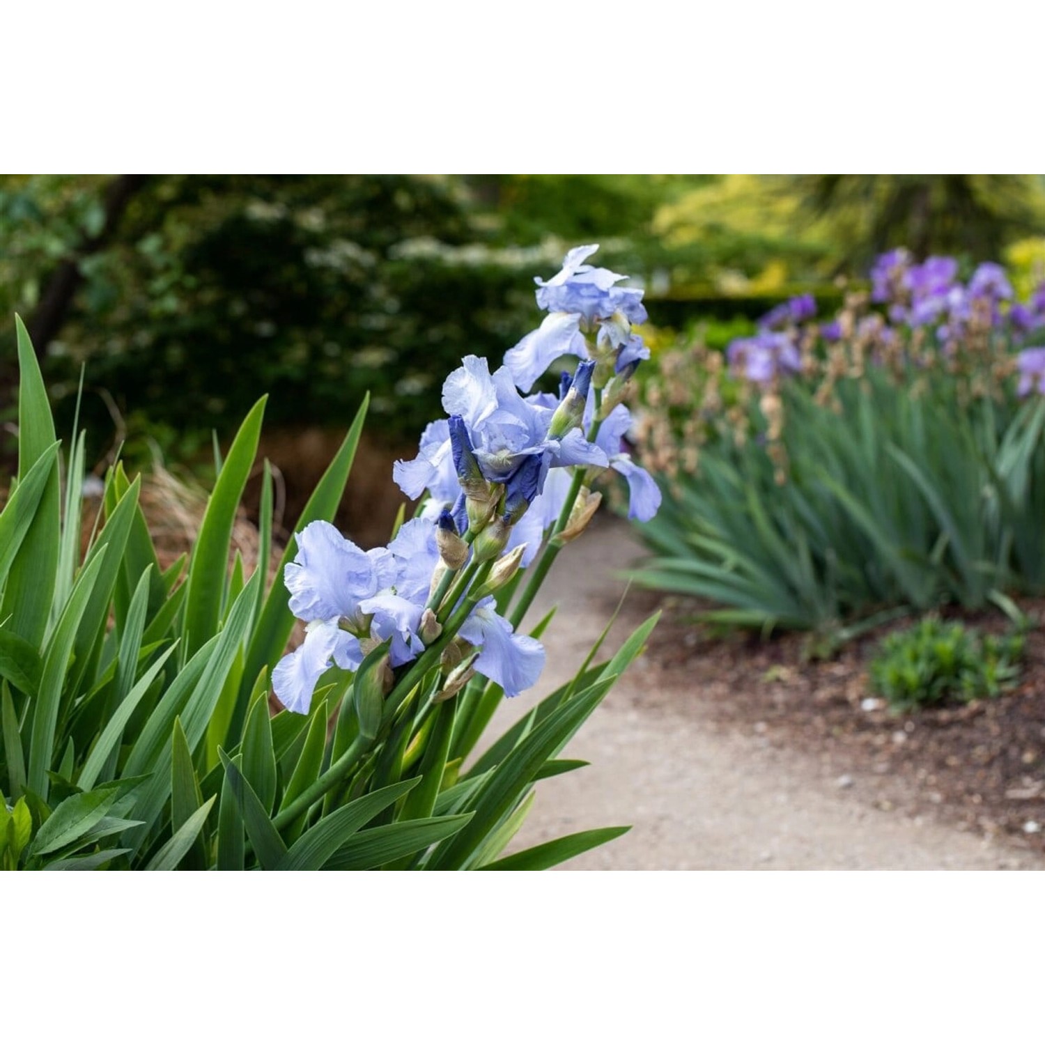 Iris X Barb.-Elat. Schwertlilie Hellblau Ca. 11x11 cm Topf von Pflanzen für dich