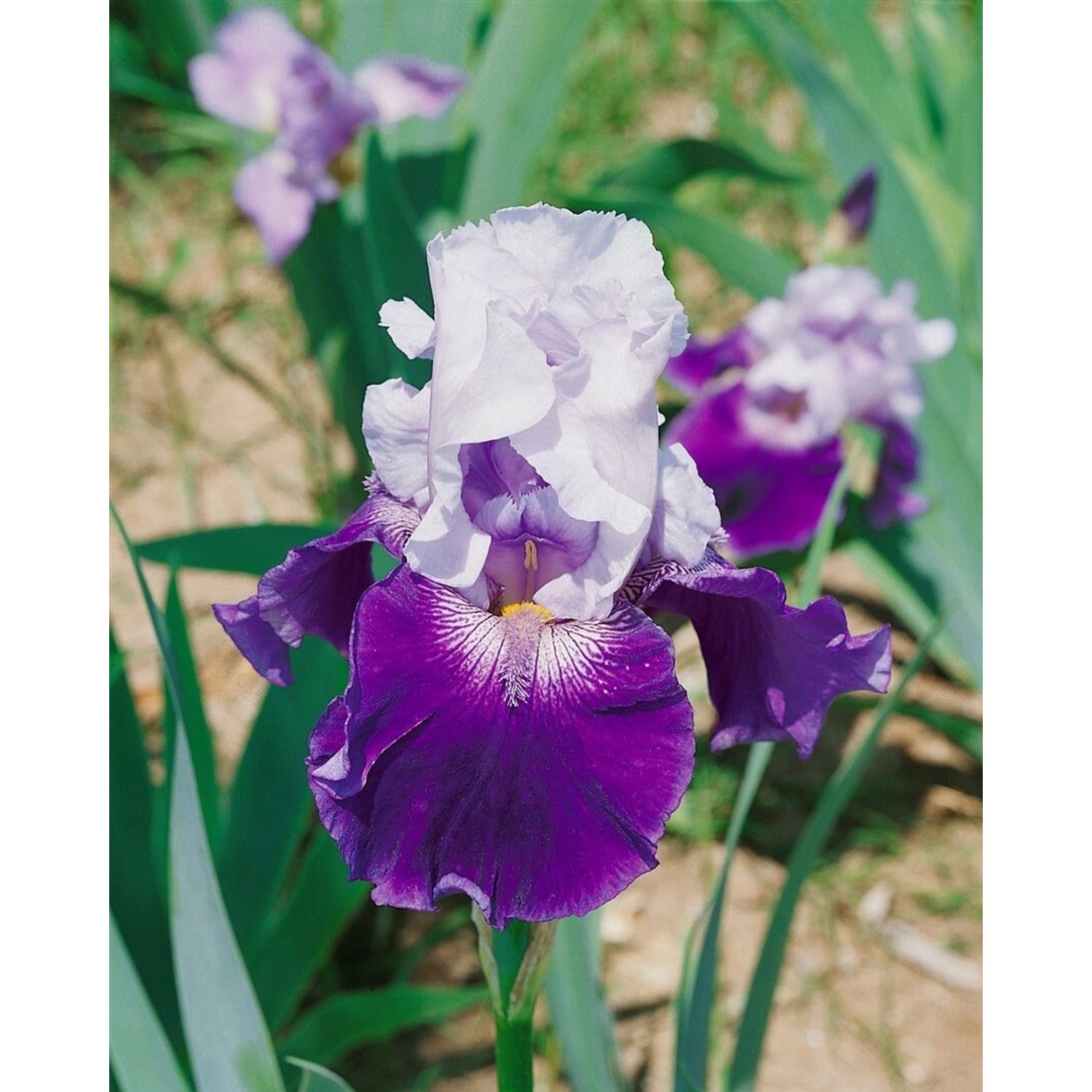 Iris X Barb.-Elat.'Snow Mound' Schwertlilie Ca. 11x11 cm Topf von Pflanzen für dich
