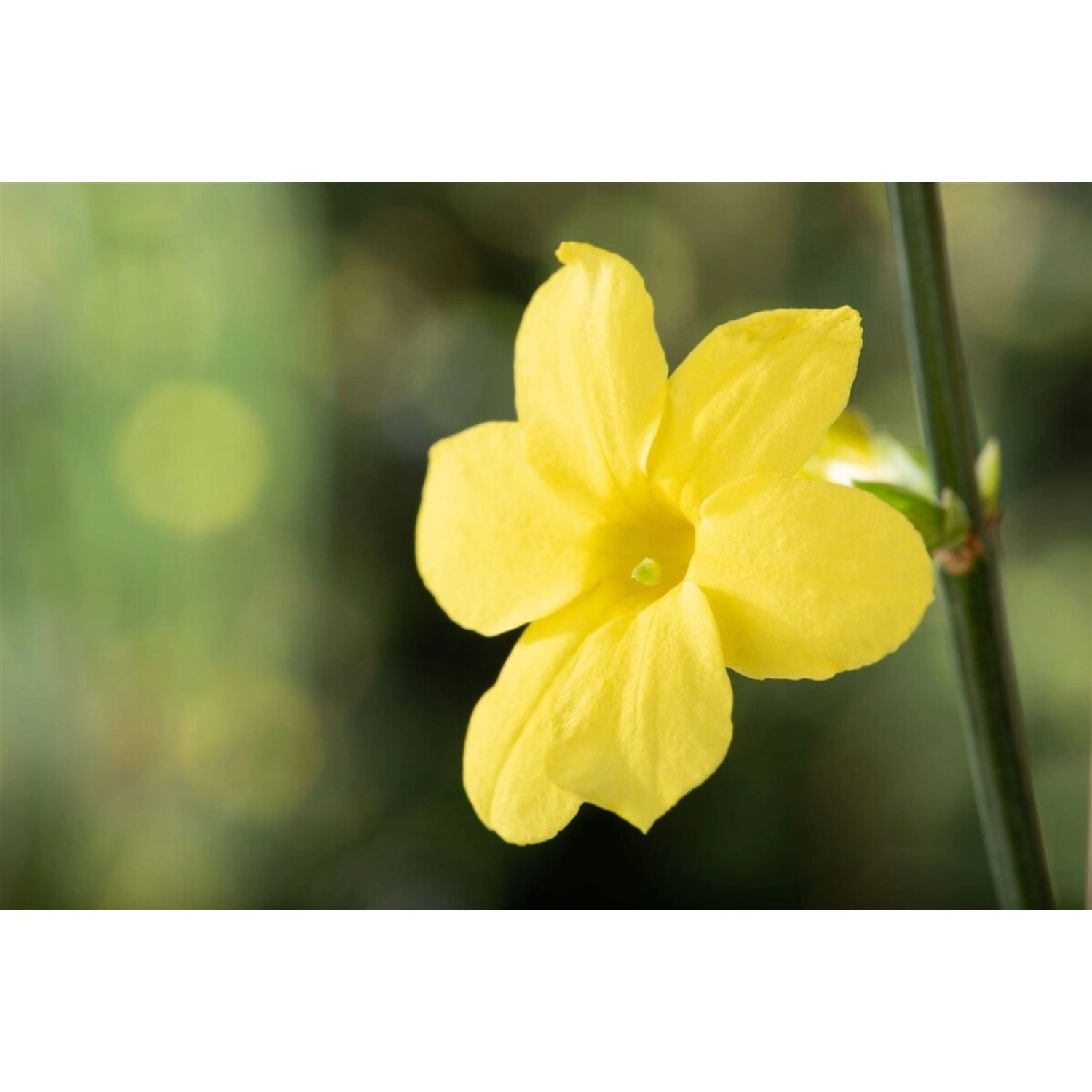 Jasminum Nudiflorum Winterjasmin Gelb 100–150 cm Jasminum Nudiflorum Winterjasmin Gelb 100–150 cm von Pflanzen für dich