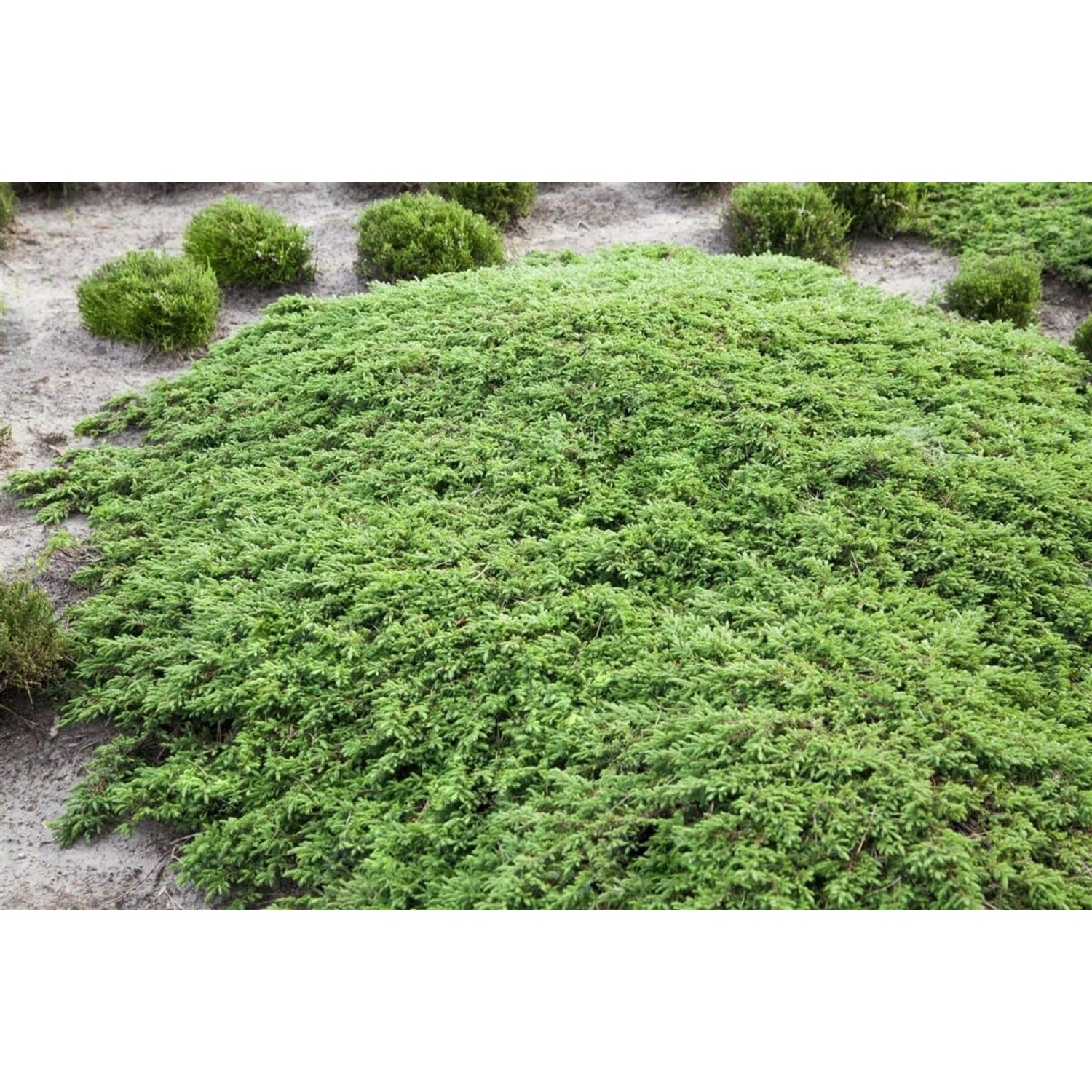 Juniperus Communis Green Carpet Wacholder 120 cm Stammhöhe Juniperus Communis Green Carpet Wacholder 120 cm Stammhöhe von Pflanzen für dich