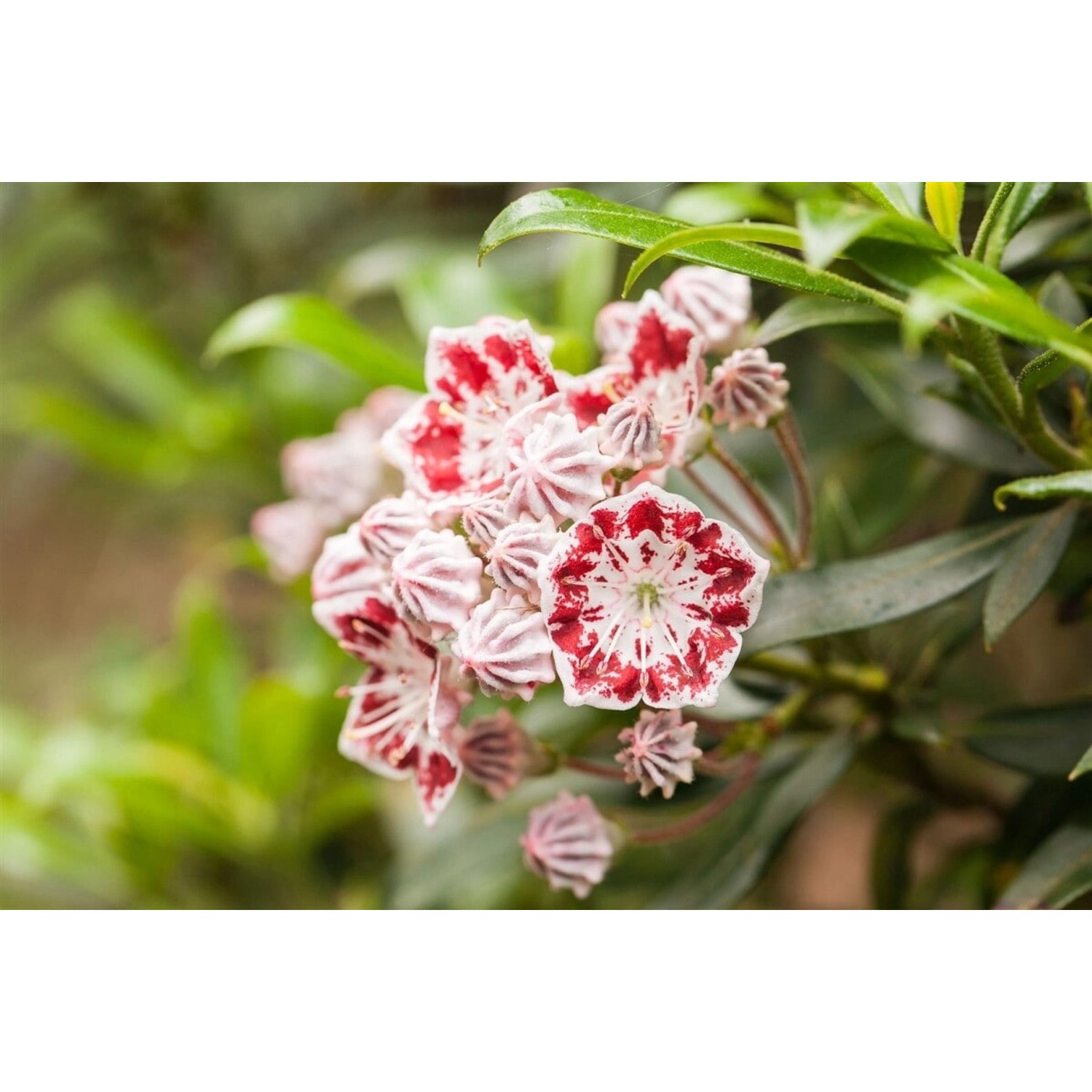 Kalmia Latifolia Bandeau Berglorbeer Rosa-Weiß 20–30 cm von Pflanzen für dich