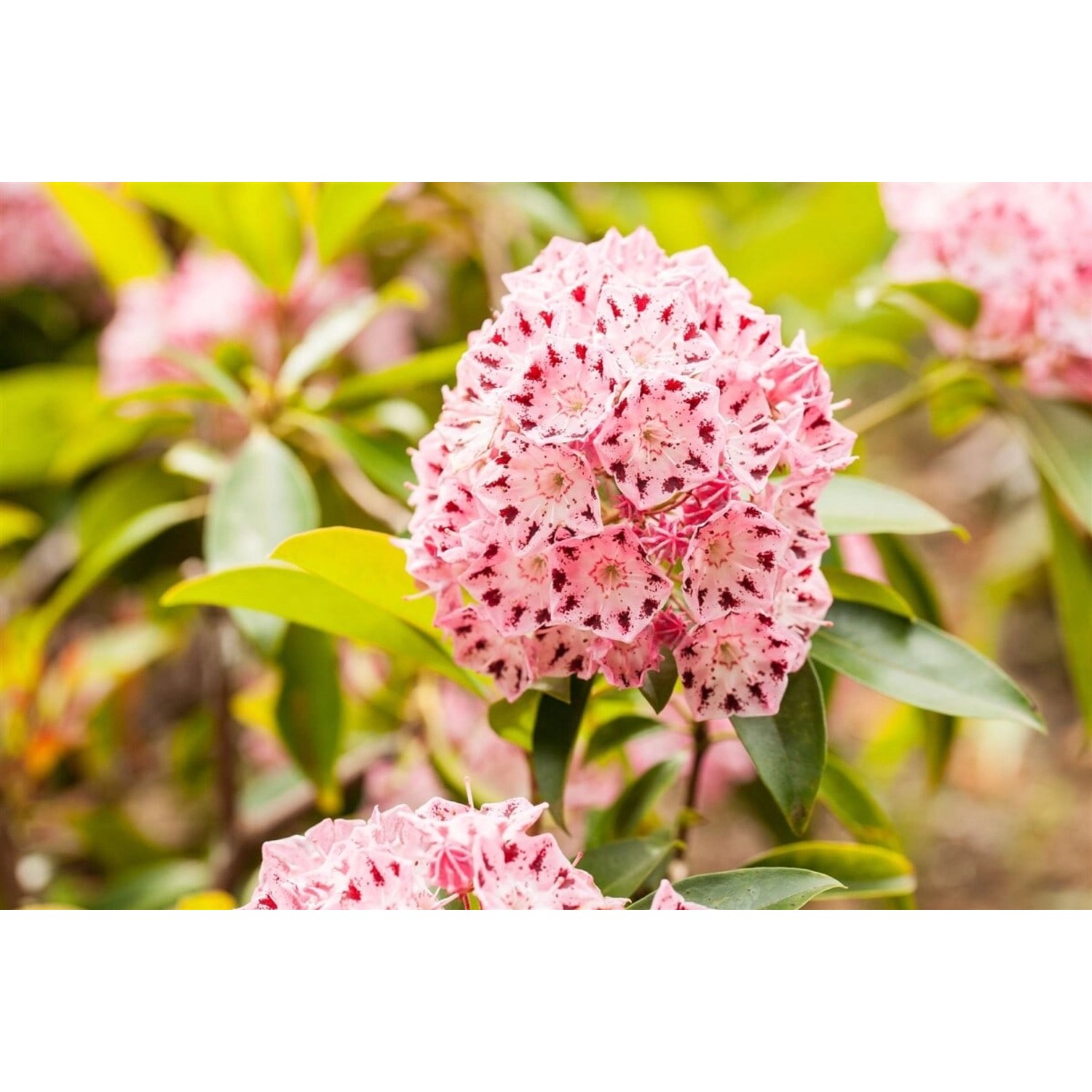 Kalmia Latifolia Moyland Berglorbeer Rosa Blüten 15–20 cm von Pflanzen für dich