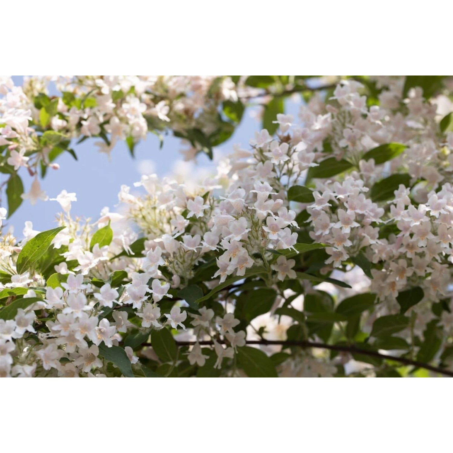 Kolkwitzia Amabilis Kolkwitzie Rosa Blüten 60–100 cm von Pflanzen für dich