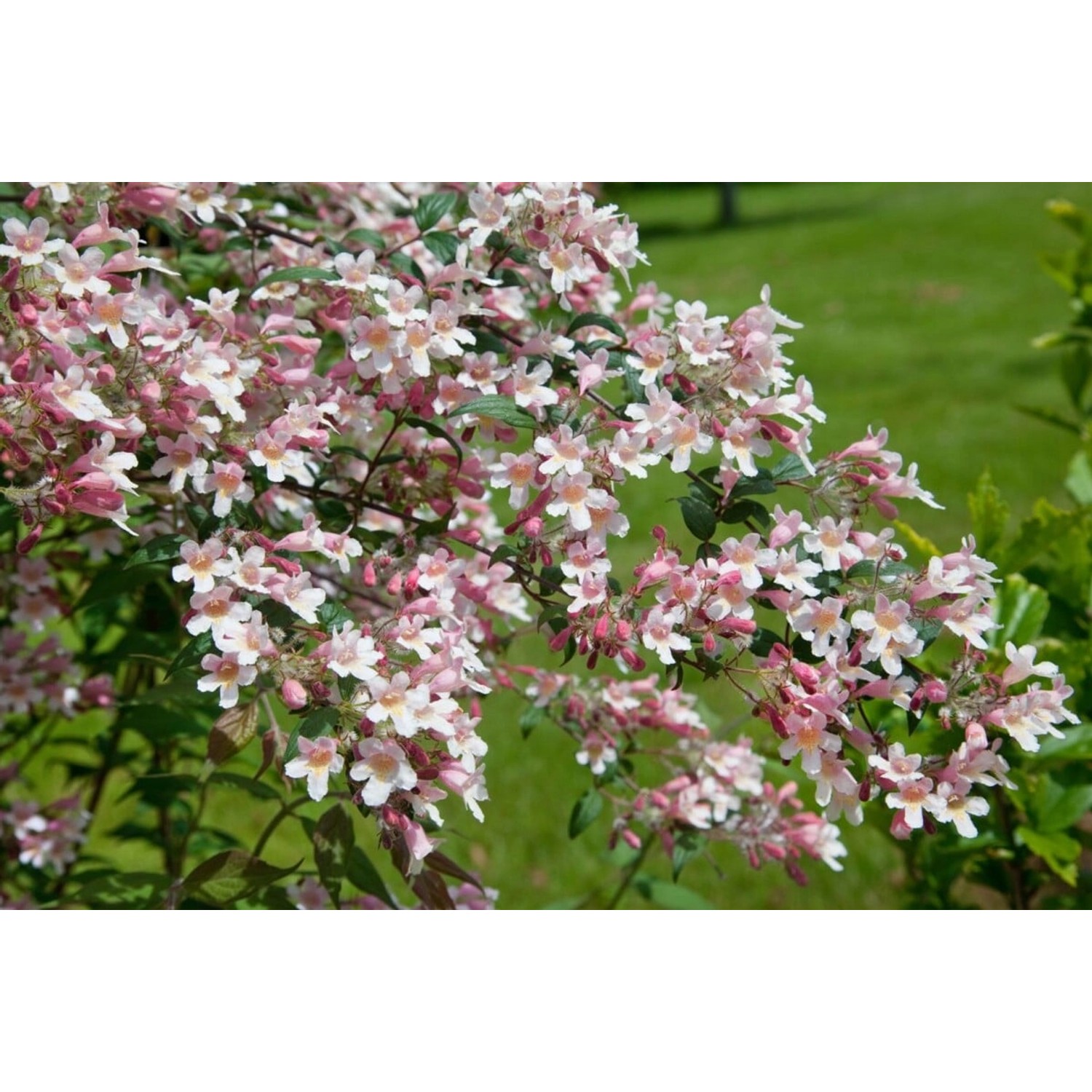 Kolkwitzia Amabilis Perlmuttstrauch Pink Cloud 100-125 cm von Pflanzen für dich