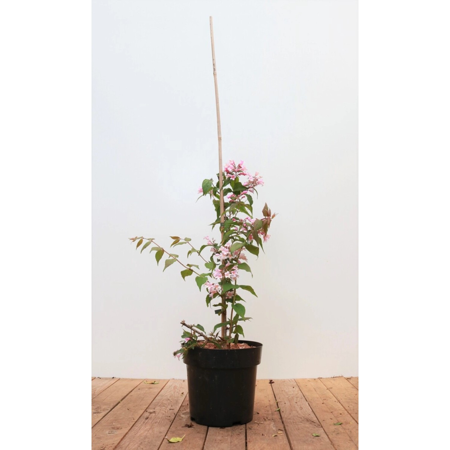 Kolkwitzia Amabilis Perlmuttstrauch Pink Cloud 40-60 cm von Pflanzen für dich