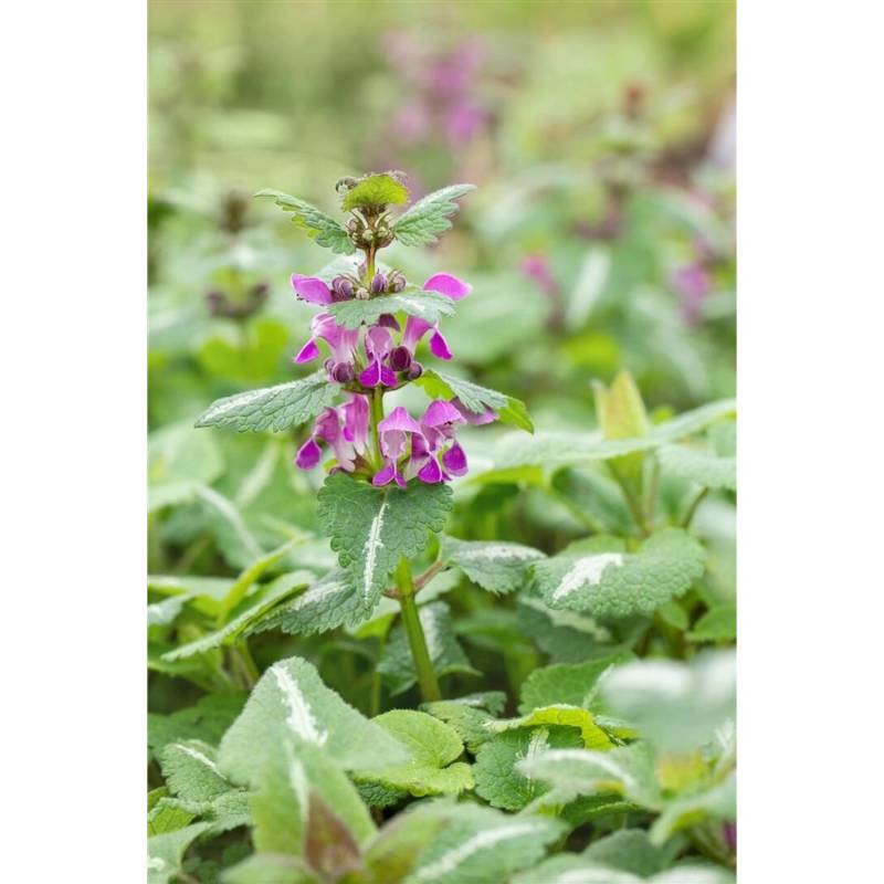 Lamium Maculatum Chequers Gefleckte Taubnessel Rosa Ca. 9x9 cm Topf von Pflanzen für dich