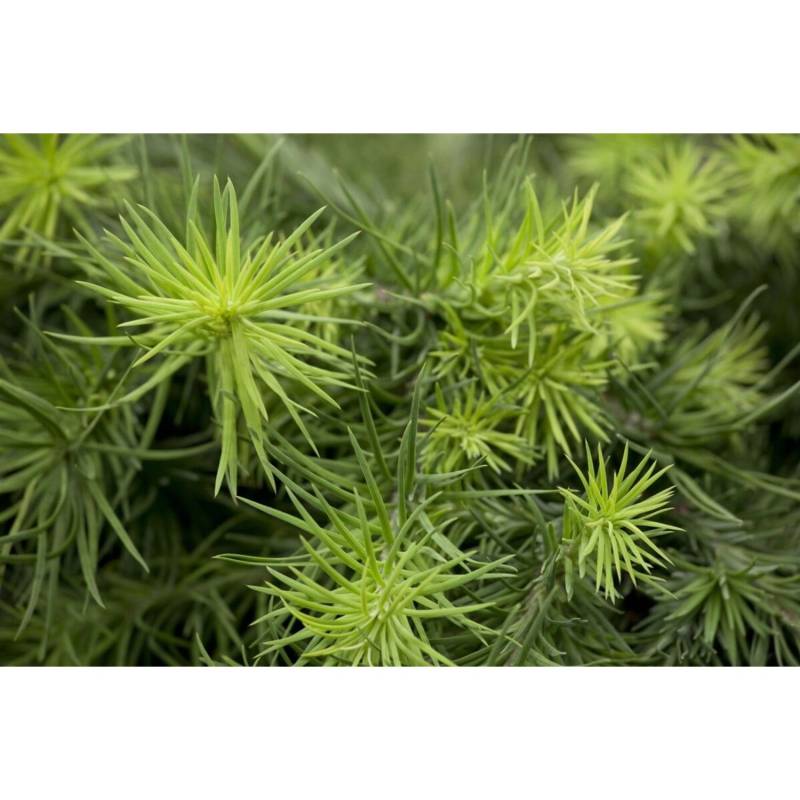 Larix Kaempferi Blue Dwarf Japanische Lärche Blaugrau 80 cm Stammhöhe von Pflanzen für dich