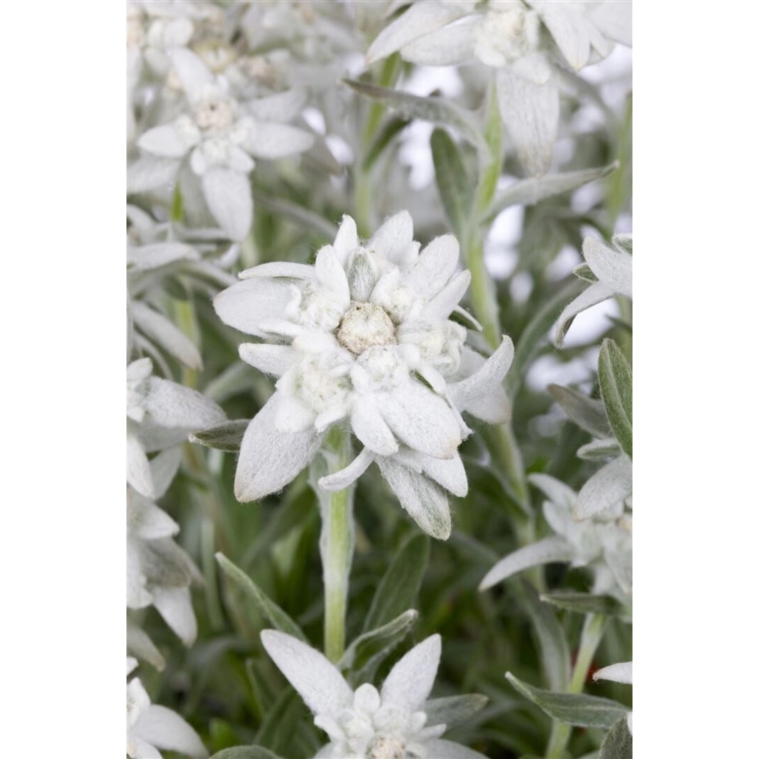 Leontopodium Alpinum Edelweiß Ca. 9x9 cm Topf Leontopodium Alpinum Edelweiß Ca. 9x9 cm Topf von Pflanzen für dich