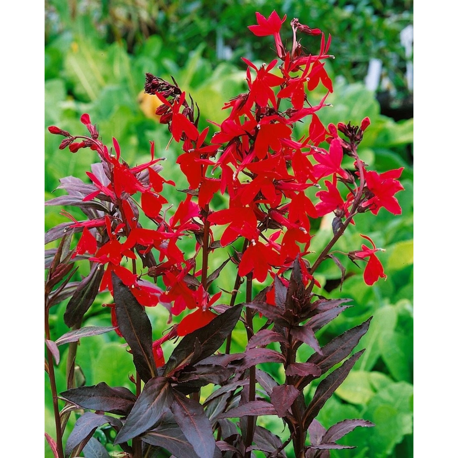 Lobelia Splendens Kardinalslobelie Ca. 9x9 cm Topf Lobelia Splendens Kardinalslobelie Ca. 9x9 cm Topf von Pflanzen für dich