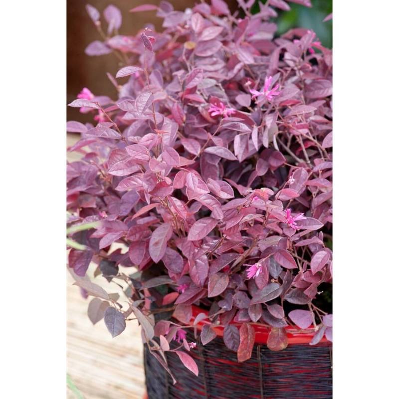 Loropetalum Chinense Fire Dance Riemenblume Rot Ca. 11x11 cm Topf von Pflanzen für dich