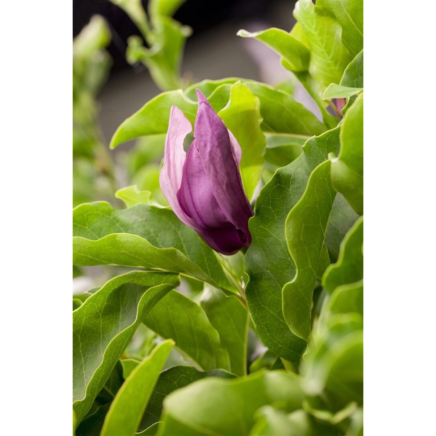 Magnolia 'Black Beauty' Magnolie 80-100 cm Magnolia 'Black Beauty' Magnolie 80-100 cm von Pflanzen für dich
