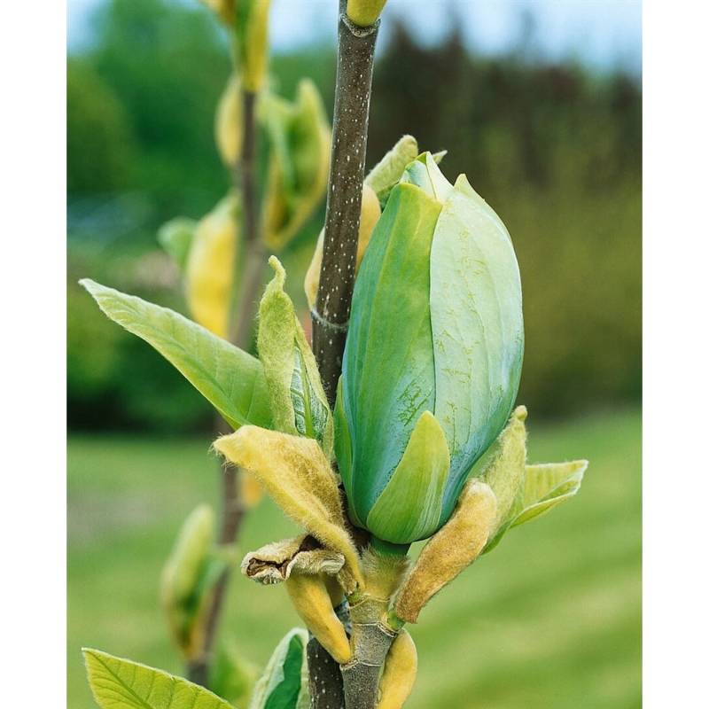 Magnolia Blütenmagnolie Blue Opal 60-80 cm von Pflanzen für dich
