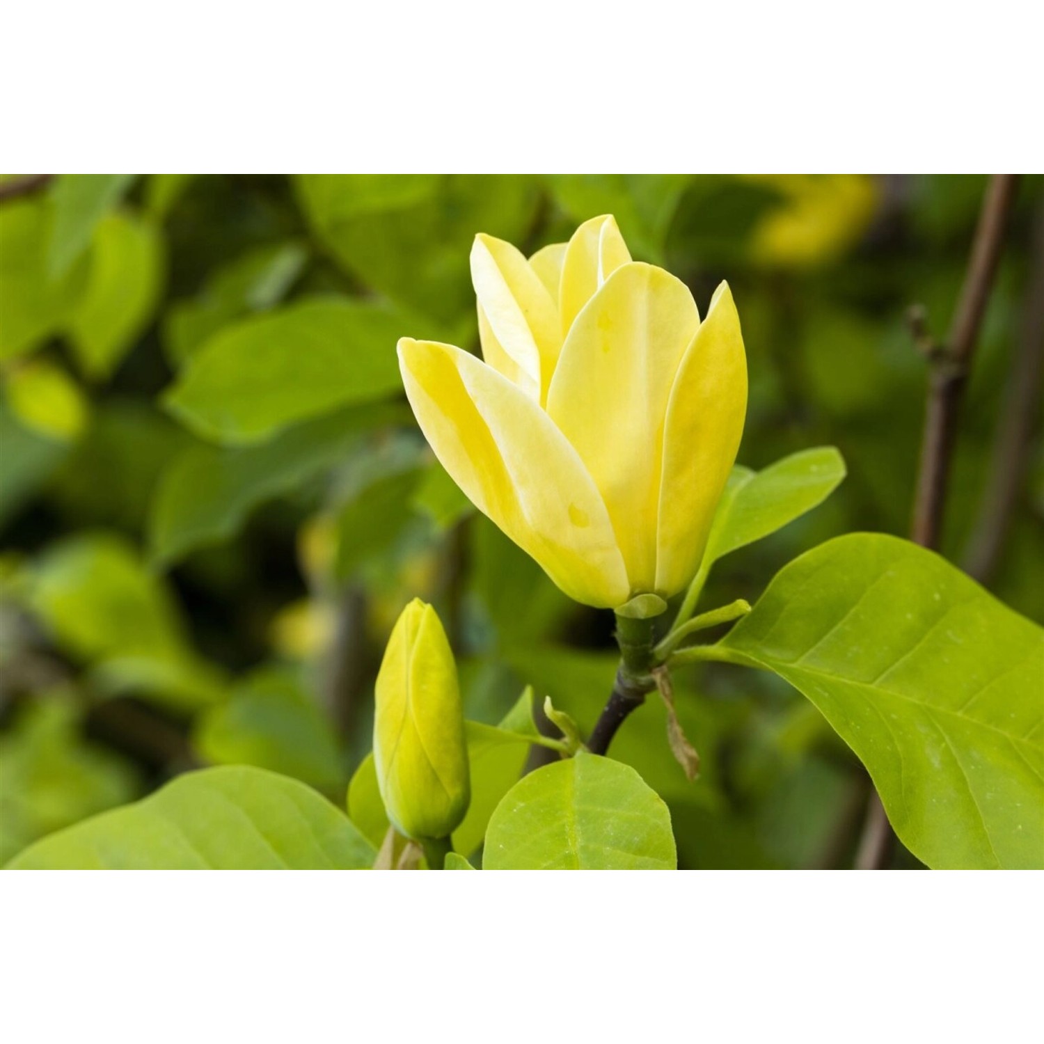 Magnolia Daphne Magnolie Rosa Blüten 100–125 cm Magnolia Daphne Magnolie Rosa Blüten 100–125 cm von Pflanzen für dich
