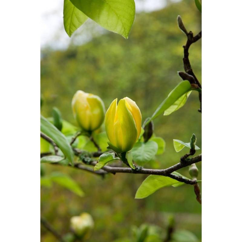 Magnolia 'Green Bee' Magnolie 80-100 cm von Pflanzen für dich