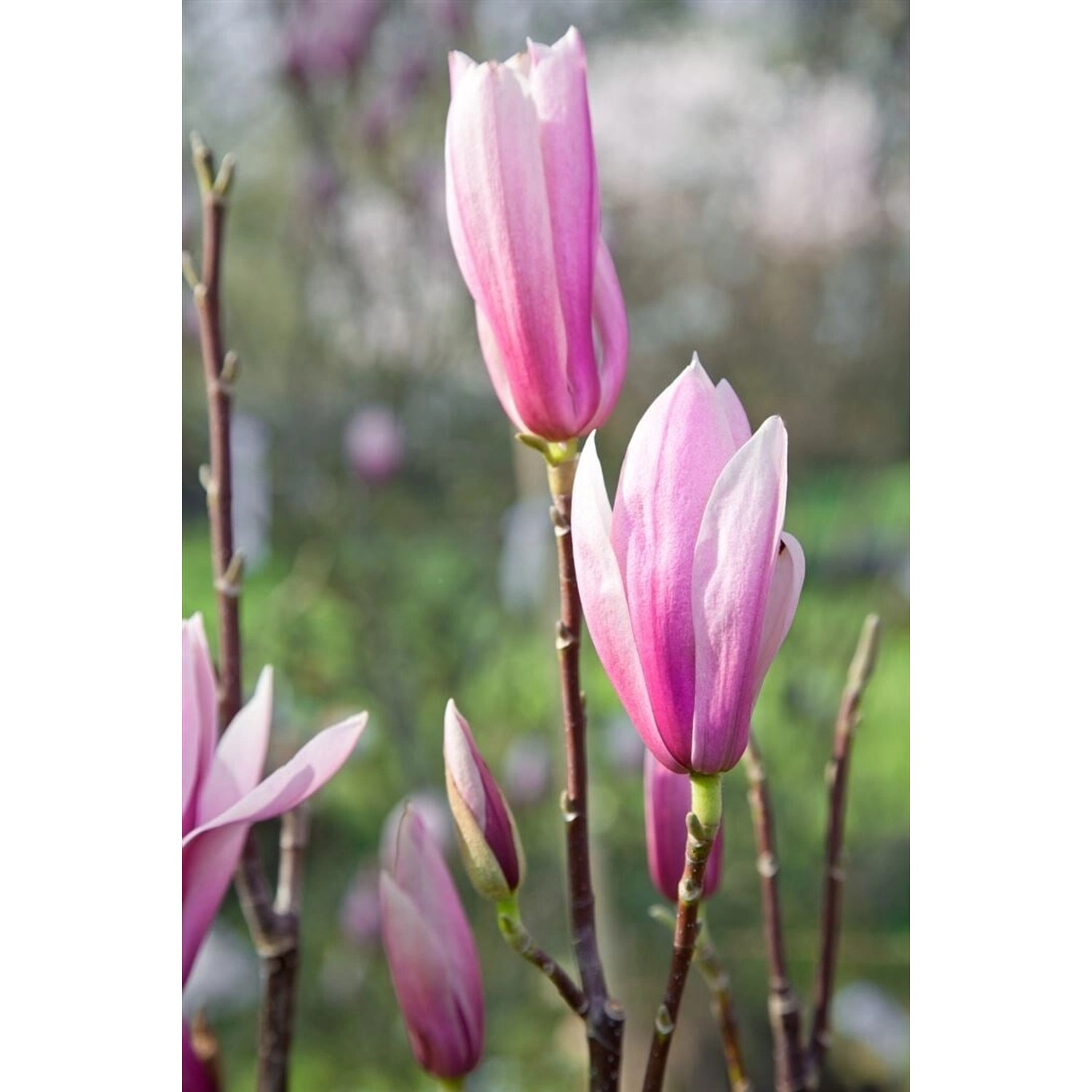 Magnolia Sentinel Magnolie Rosa Blüten 100–125 cm Magnolia Sentinel Magnolie Rosa Blüten 100–125 cm von Pflanzen für dich