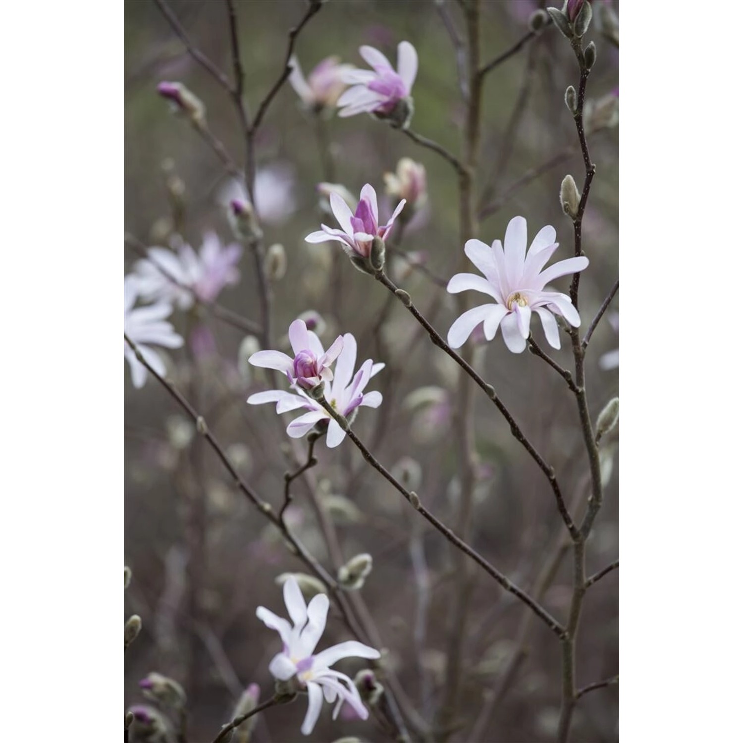 Magnolia Soulangiana Tulpenmagnolie 40-60 cm von Pflanzen für dich