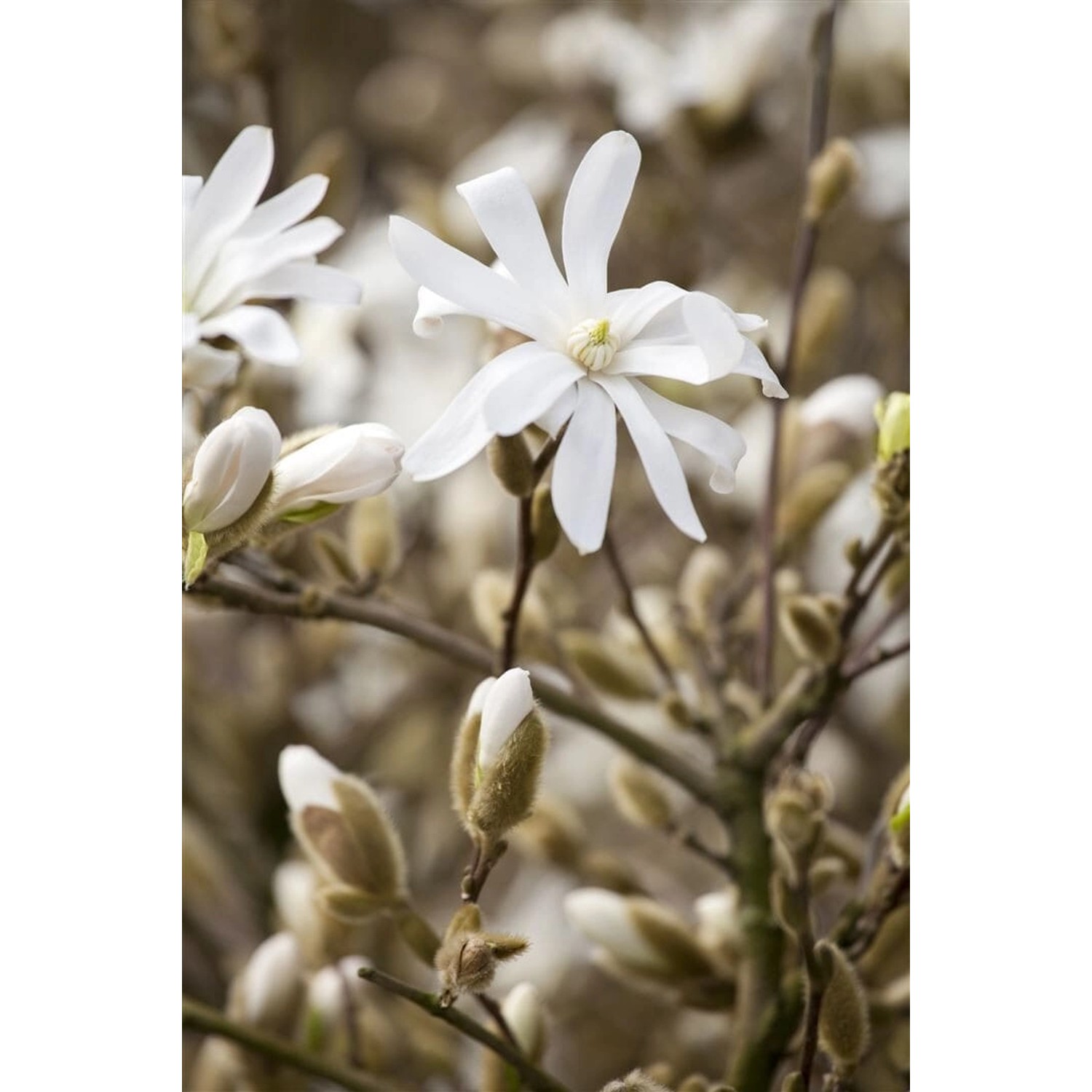 Magnolia Stellata Sternmagnolie Royal Star 100-125 cm Magnolia Stellata Sternmagnolie Royal Star 100-125 cm von Pflanzen für dich