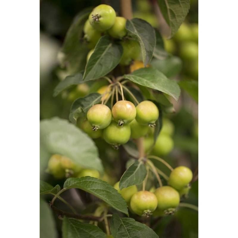 Malus Golden Hornet Zierapfel Gelb 60–100 cm von Pflanzen für dich