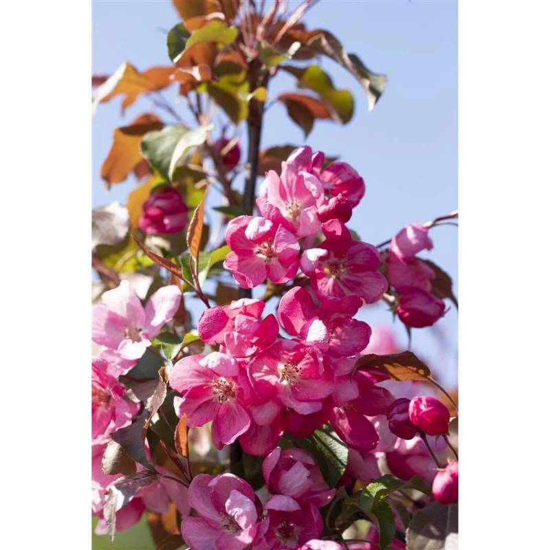 Malus Rudolph Zierapfel Rosa Blüten 60–100 cm von Pflanzen für dich