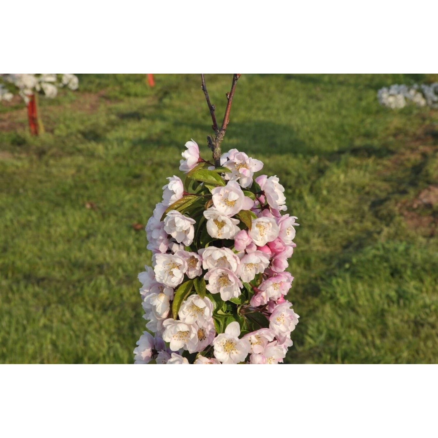 Malus Van Eseltine Zierapfel Rosa Blüten 100–125 cm Malus Van Eseltine Zierapfel Rosa Blüten 100–125 cm von Pflanzen für dich