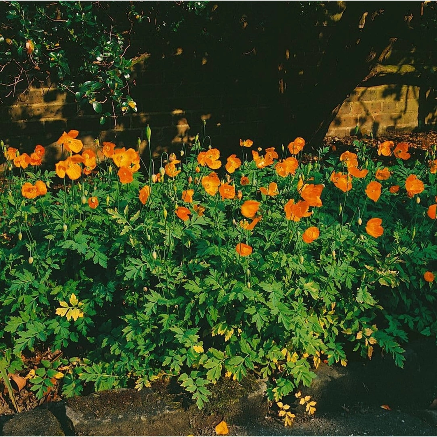 Meconopsis Cambrica Waldmohn Aurantiaca Ca 9x9 cm Topf Meconopsis Cambrica Waldmohn Aurantiaca Ca 9x9 cm Topf von Pflanzen für dich