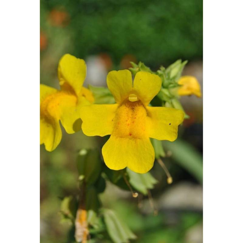 Mimulus Luteus Gelbes Gauklerblümchen Ca 9x9 cm Topf von Pflanzen für dich