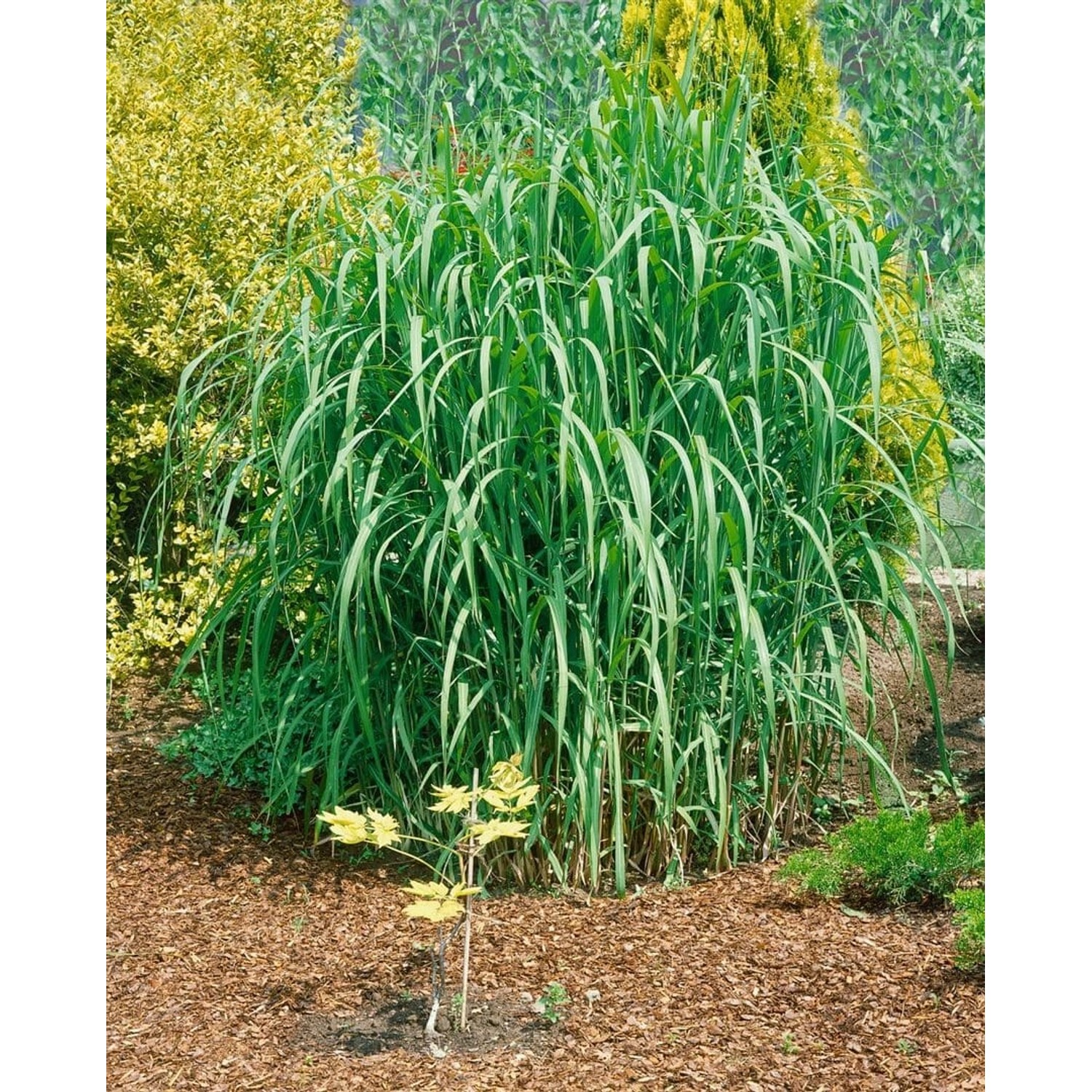 Miscanthus Giganteus Aksel Olsen Chinaschilf 3-5 Liter Container von Pflanzen für dich