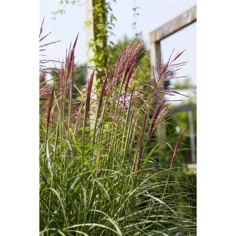 Miscanthus Sinensis Rotsilber Chinaschilf Rot-Silber 7,5-10 L Container von Pflanzen für dich